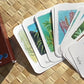 Kumulipo Activity Cards: Botanical (Wā 'Akahi)
